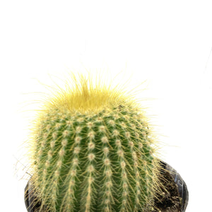 Cactus, 2.5in, Golden Ball - Floral Acres Greenhouse & Garden Centre