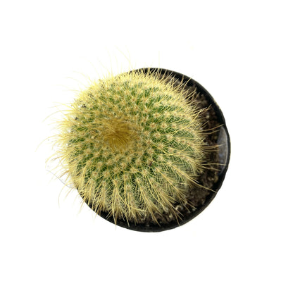 Cactus, 2.5in, Golden Ball - Floral Acres Greenhouse & Garden Centre