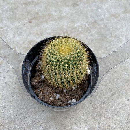 Cactus, 2.5in, Golden Ball - Floral Acres Greenhouse & Garden Centre