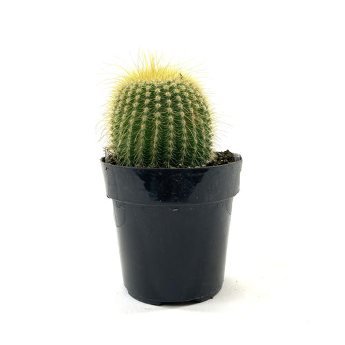 Cactus, 2.5in, Golden Ball - Floral Acres Greenhouse & Garden Centre