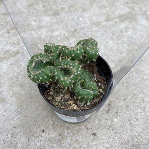 Cactus, 2.5in, Emerald Idol - Floral Acres Greenhouse & Garden Centre