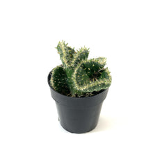 Load image into Gallery viewer, Cactus, 2.5in, Emerald Idol - Floral Acres Greenhouse &amp; Garden Centre
