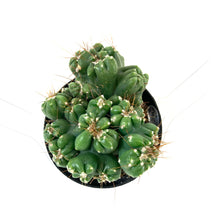 Load image into Gallery viewer, Cactus, 2.5in, Cereus Peruvianus - Floral Acres Greenhouse &amp; Garden Centre
