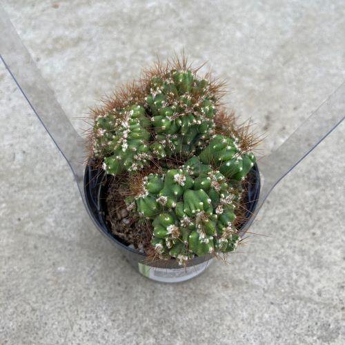 Cactus, 2.5in, Cereus Peruvianus - Floral Acres Greenhouse & Garden Centre