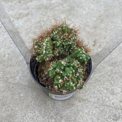Cactus, 2.5in, Cereus Peruvianus - Floral Acres Greenhouse & Garden Centre