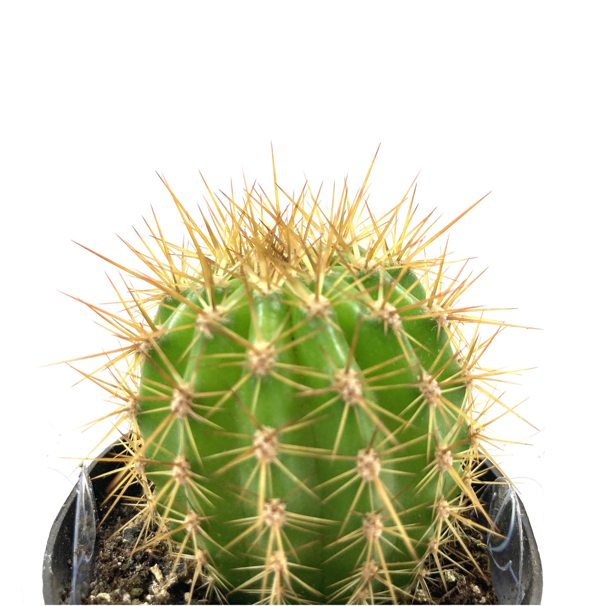 Cactus, 2.5in, Trichocereus Grandiflorus Hybrid - Floral Acres Greenhouse & Garden Centre