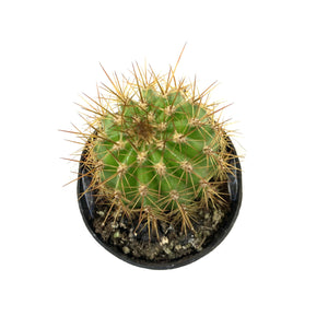 Cactus, 2.5in, Trichocereus Grandiflorus Hybrid - Floral Acres Greenhouse & Garden Centre