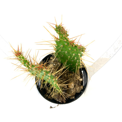 Cactus, 2.5in, Argentine Opuntia - Floral Acres Greenhouse & Garden Centre