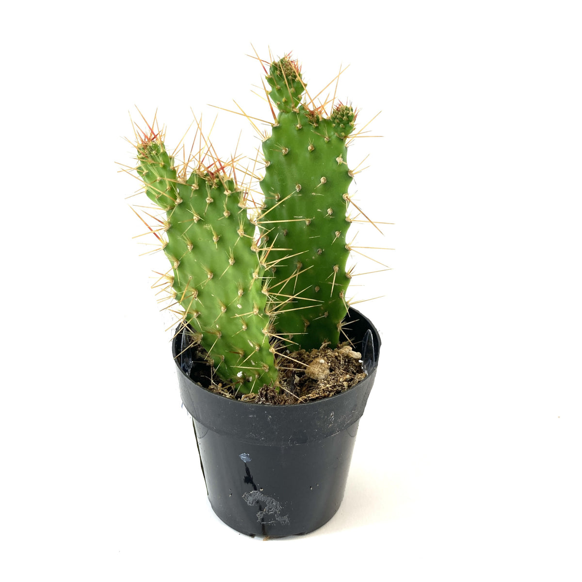 Cactus, 2.5in, Argentine Opuntia - Floral Acres Greenhouse & Garden Centre