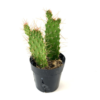 Cactus, 2.5in, Argentine Opuntia - Floral Acres Greenhouse & Garden Centre