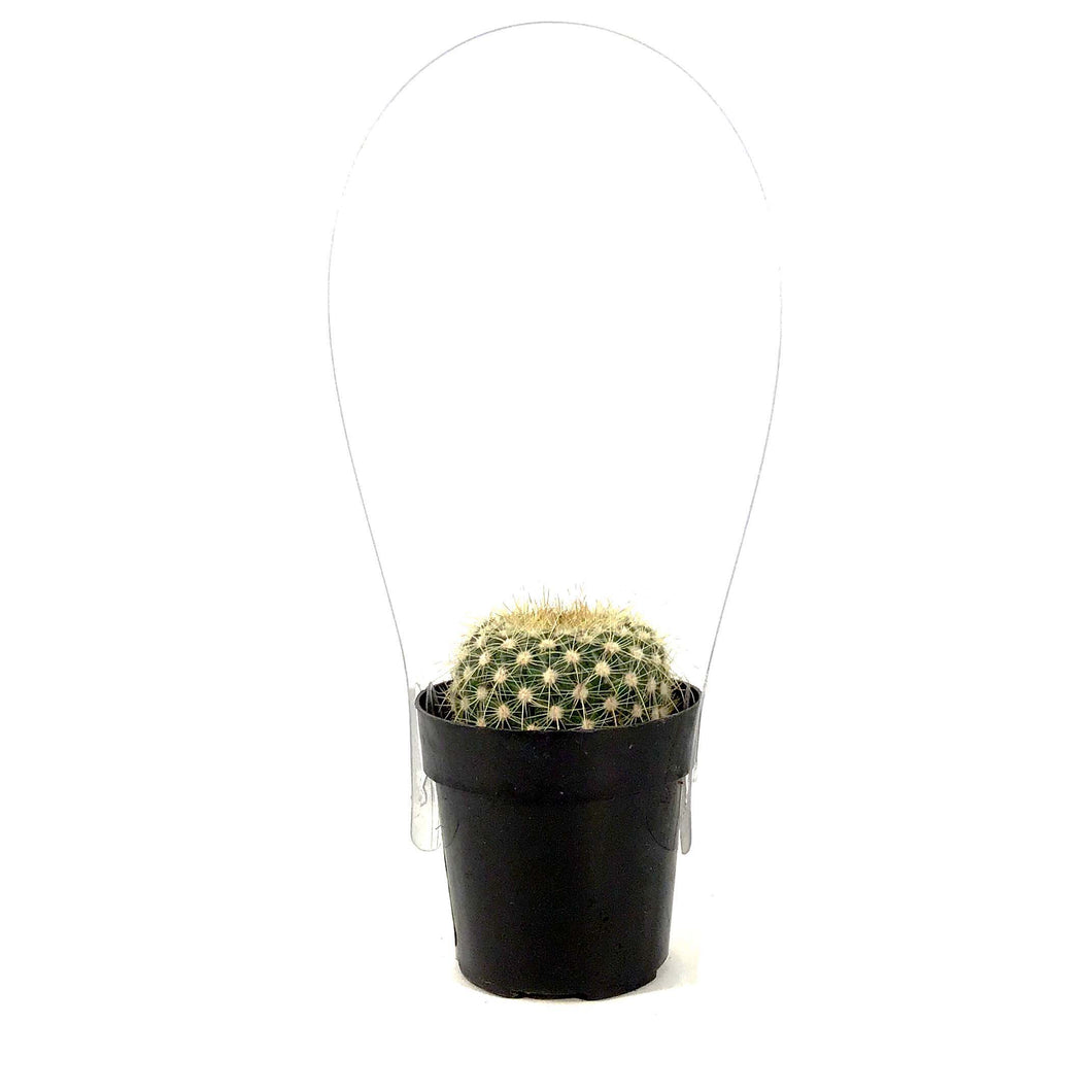 Cactus, 2.5in, Notocactus Balloon