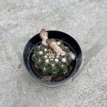 Load image into Gallery viewer, Cactus, 2.5in, Balloon - Floral Acres Greenhouse &amp; Garden Centre
