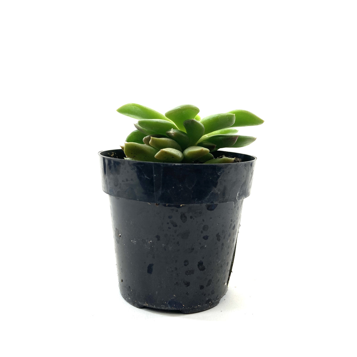 Succulent, 2in, Sand Rose - Floral Acres Greenhouse & Garden Centre
