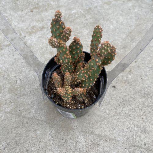 Cactus, 2.5in, Prickly Pear - Floral Acres Greenhouse & Garden Centre