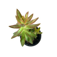 Succulent, 3.5in, Sedum Coppertone - Floral Acres Greenhouse & Garden Centre