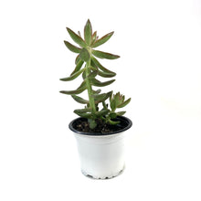 Load image into Gallery viewer, Succulent, 3.5in, Sedum Coppertone - Floral Acres Greenhouse &amp; Garden Centre
