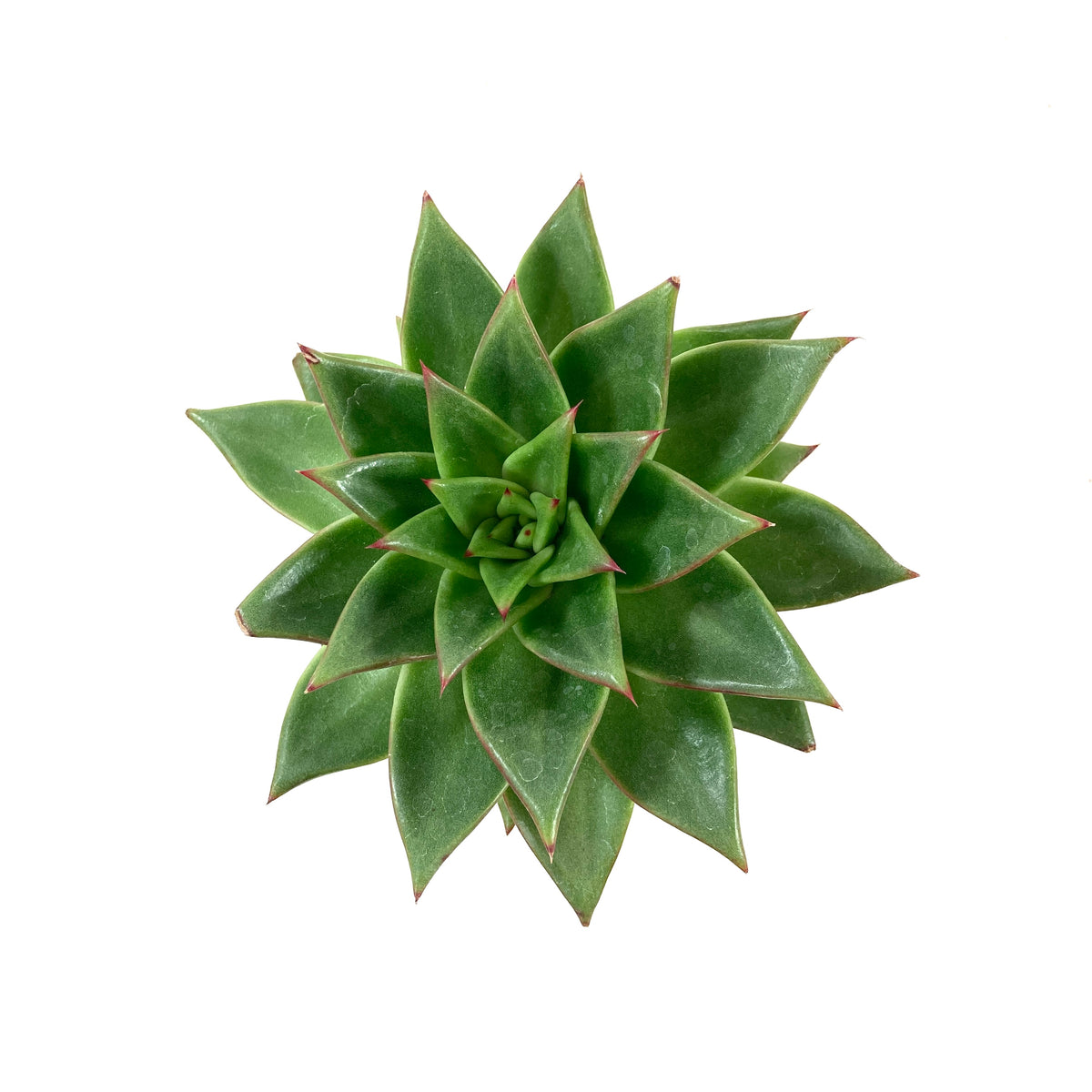 Succulent, 3.5in, Ebony Hens & Chicks - Floral Acres Greenhouse & Garden Centre