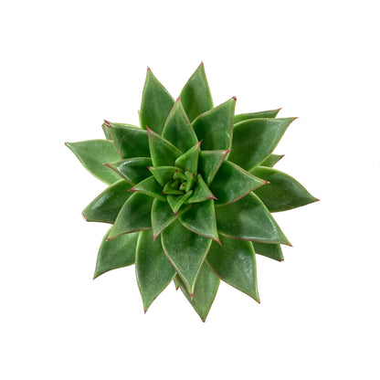 Succulent, 3.5in, Ebony Hens & Chicks - Floral Acres Greenhouse & Garden Centre