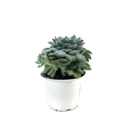 Succulent, 3.5in, Echeveria Mexican Firecracker - Floral Acres Greenhouse & Garden Centre