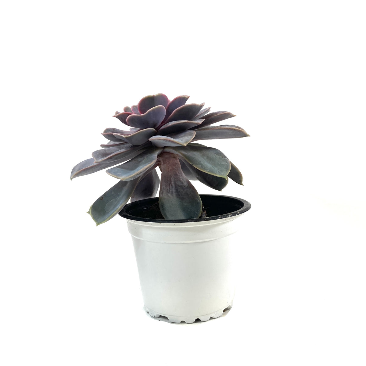 Succulent, 3.5in, Echeveria Perle Von Nurnberg - Floral Acres Greenhouse & Garden Centre