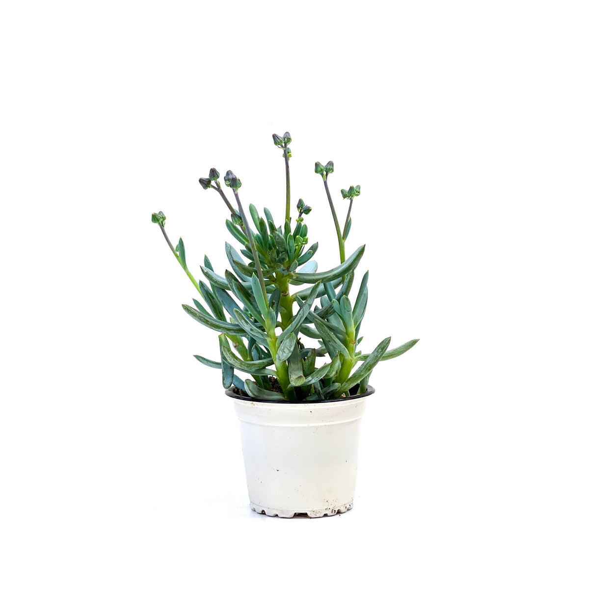 Succulent, 3.5in, Blue Chalk Sticks - Floral Acres Greenhouse & Garden Centre