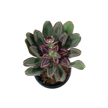 Load image into Gallery viewer, Succulent, 3.5in, Painted Echeveria - Floral Acres Greenhouse &amp; Garden Centre
