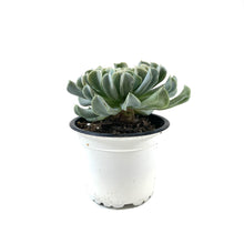 Load image into Gallery viewer, Succulent, 3.5in, Echeveria Topsy Turvy - Floral Acres Greenhouse &amp; Garden Centre

