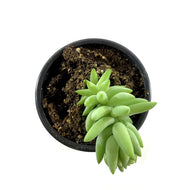 Succulent, 3.5in, Sedum Burro's Tail - Floral Acres Greenhouse & Garden Centre