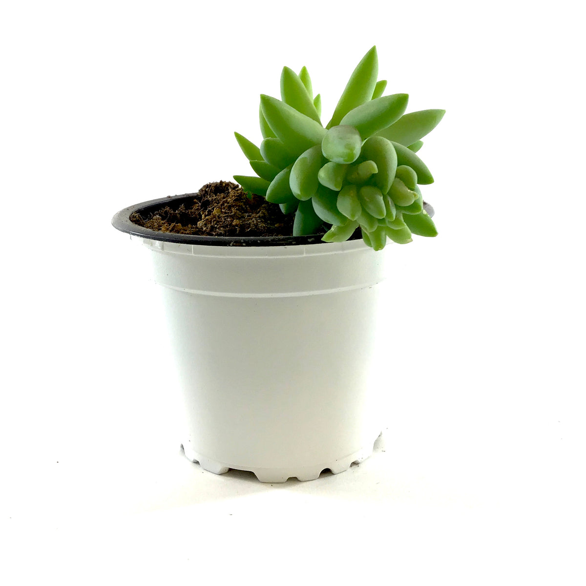 Succulent, 3.5in, Sedum Burro's Tail - Floral Acres Greenhouse & Garden Centre