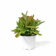 Load image into Gallery viewer, Succulent, 3.5in, Crassula Campfire - Floral Acres Greenhouse &amp; Garden Centre

