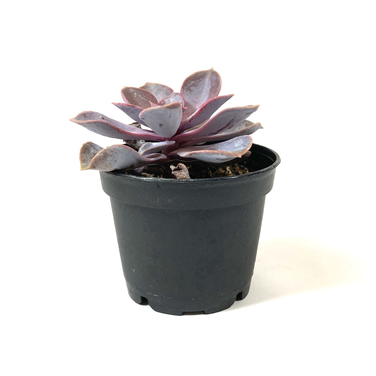 Succulent, 2in, Echeveria Purple Pearl - Floral Acres Greenhouse & Garden Centre