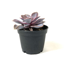 Load image into Gallery viewer, Succulent, 2in, Echeveria Purple Pearl - Floral Acres Greenhouse &amp; Garden Centre
