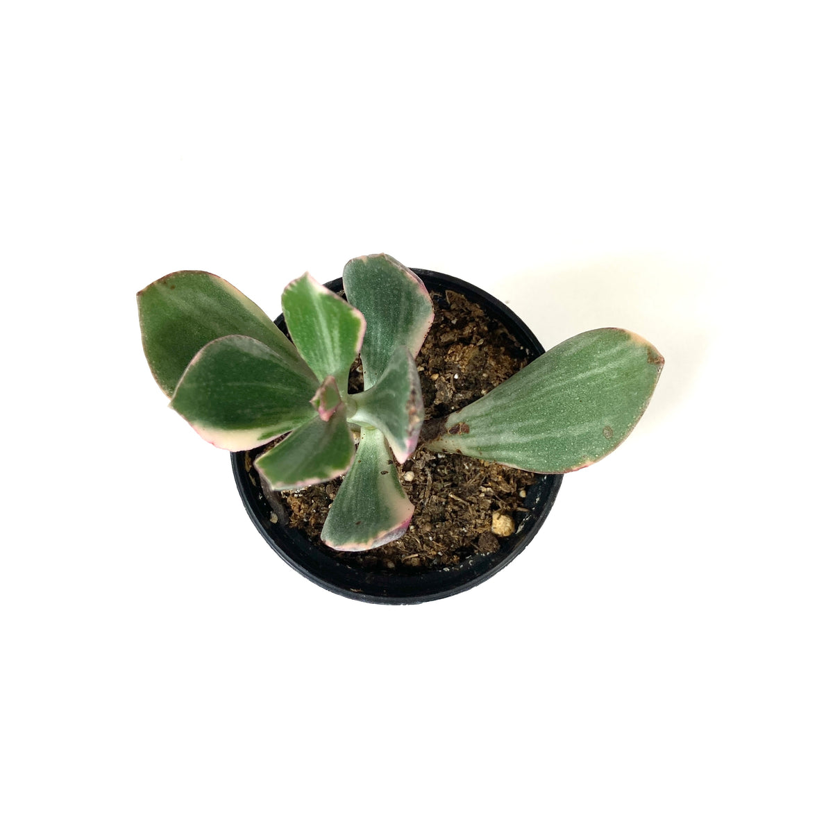 Succulent, 2in, Crassula Jade Variegated - Floral Acres Greenhouse & Garden Centre