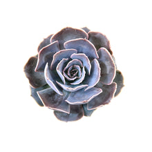Load image into Gallery viewer, Succulent, 2in, Echeveria Ghost - Floral Acres Greenhouse &amp; Garden Centre
