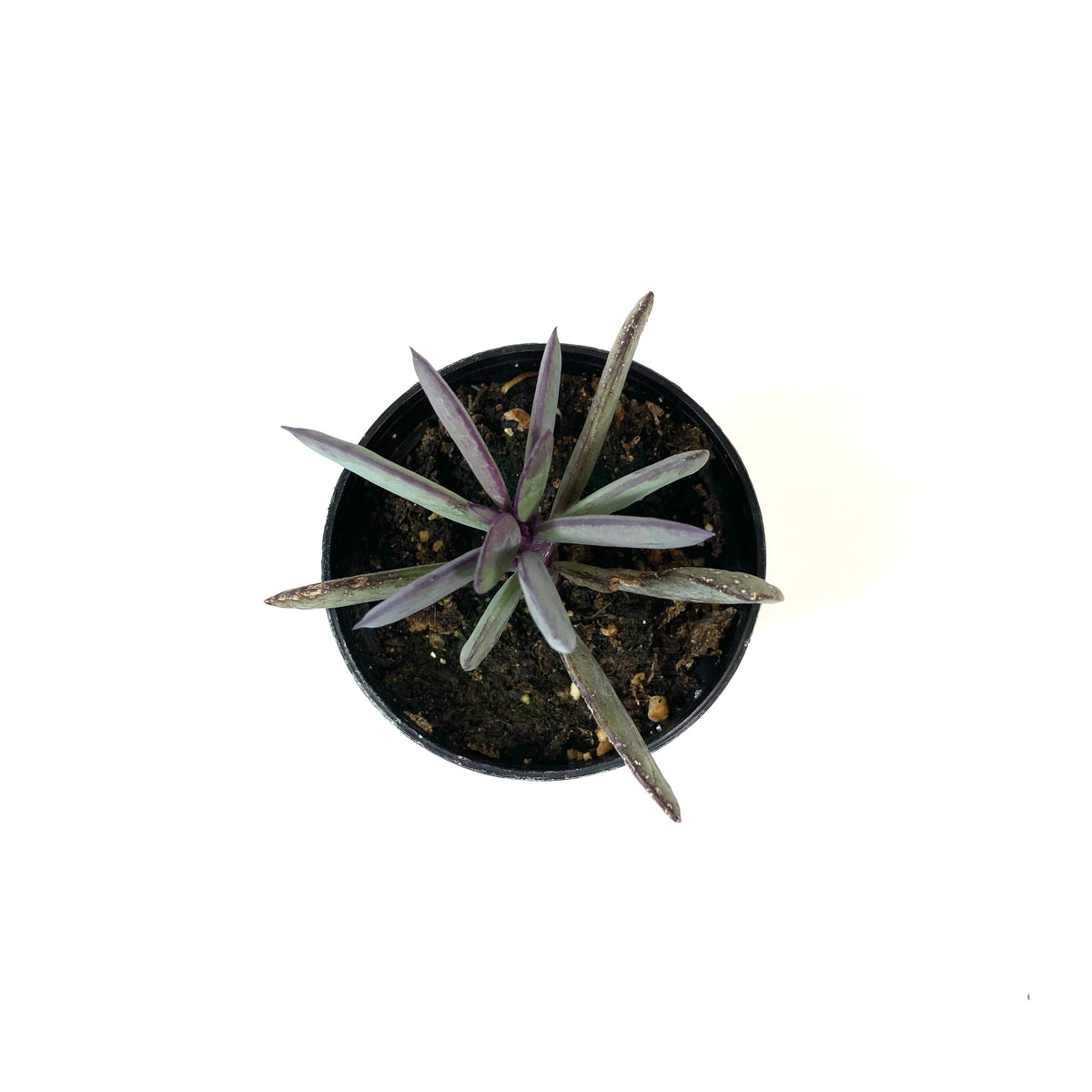 Succulent, 2in, Senecio Crassissimus - Floral Acres Greenhouse & Garden Centre