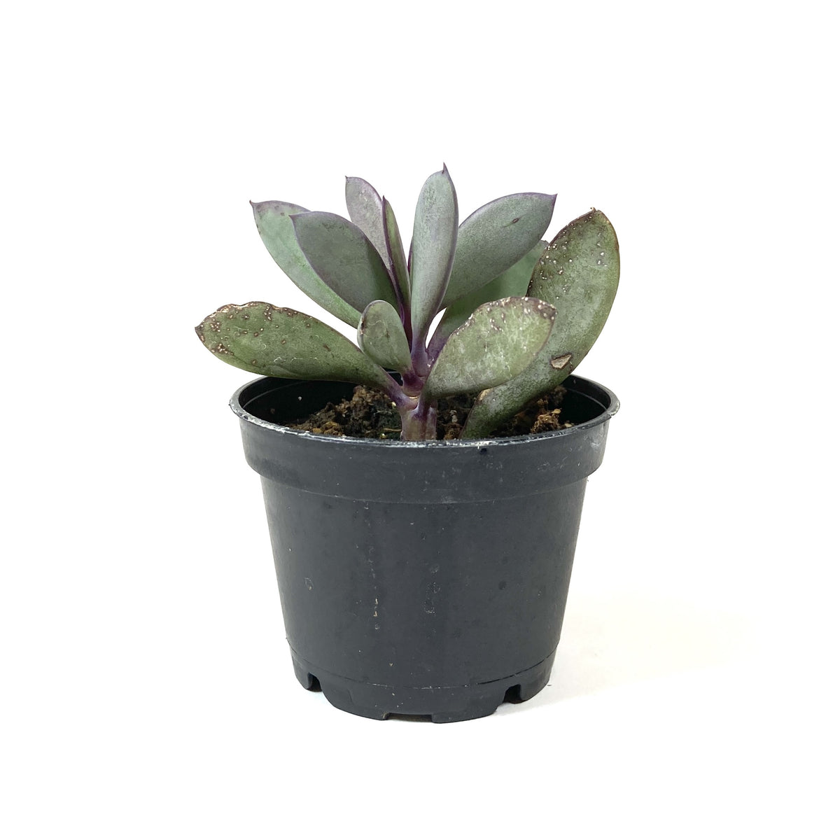 Succulent, 2in, Senecio Crassissimus - Floral Acres Greenhouse & Garden Centre