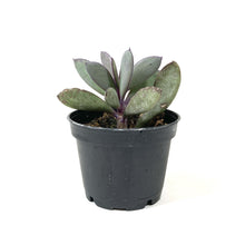 Load image into Gallery viewer, Succulent, 2in, Senecio Crassissimus - Floral Acres Greenhouse &amp; Garden Centre
