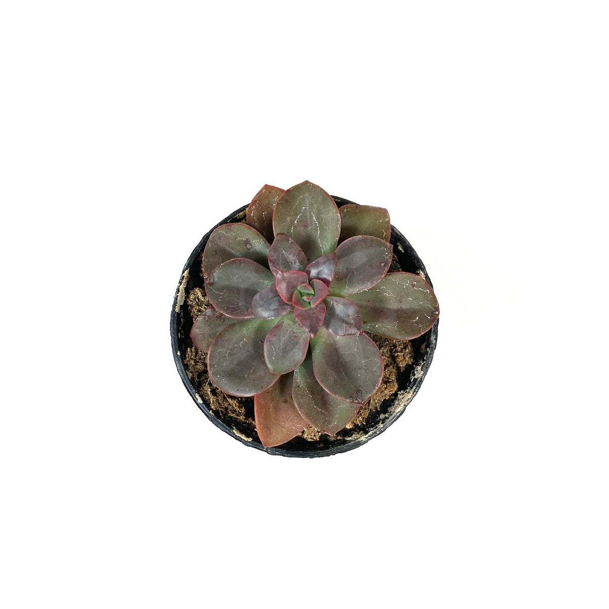 Succulent, 2in, Echeveria Chroma - Floral Acres Greenhouse & Garden Centre