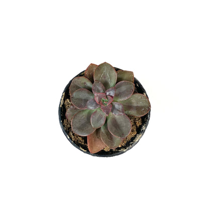 Succulent, 2in, Echeveria Chroma - Floral Acres Greenhouse & Garden Centre