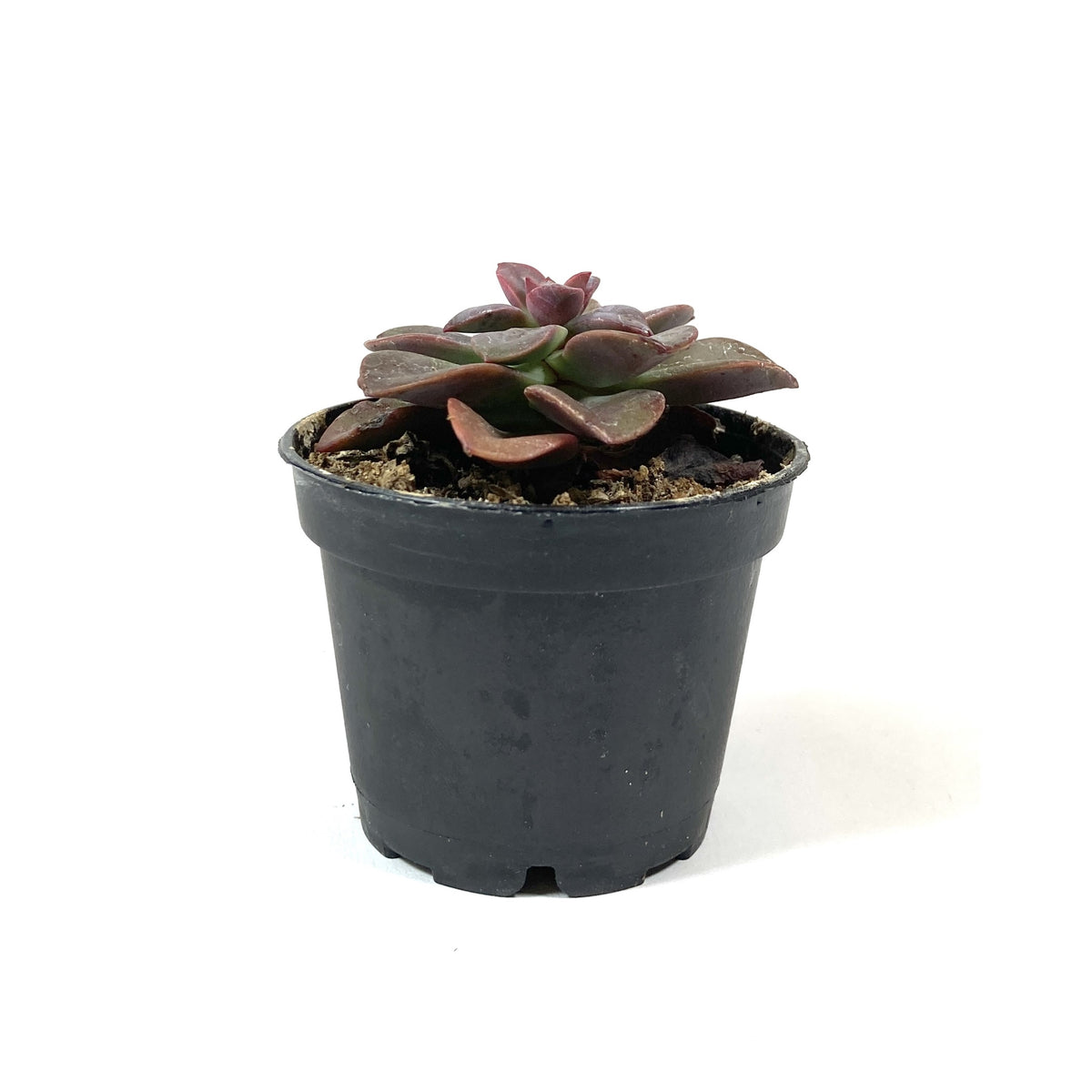 Succulent, 2in, Echeveria Chroma - Floral Acres Greenhouse & Garden Centre