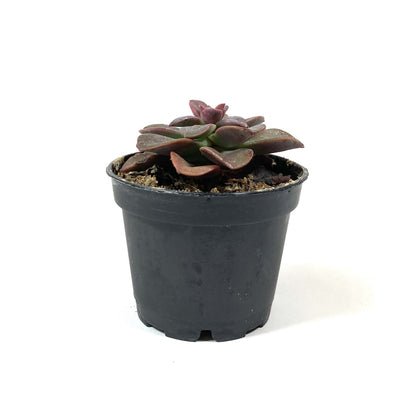 Succulent, 2in, Echeveria Chroma - Floral Acres Greenhouse & Garden Centre