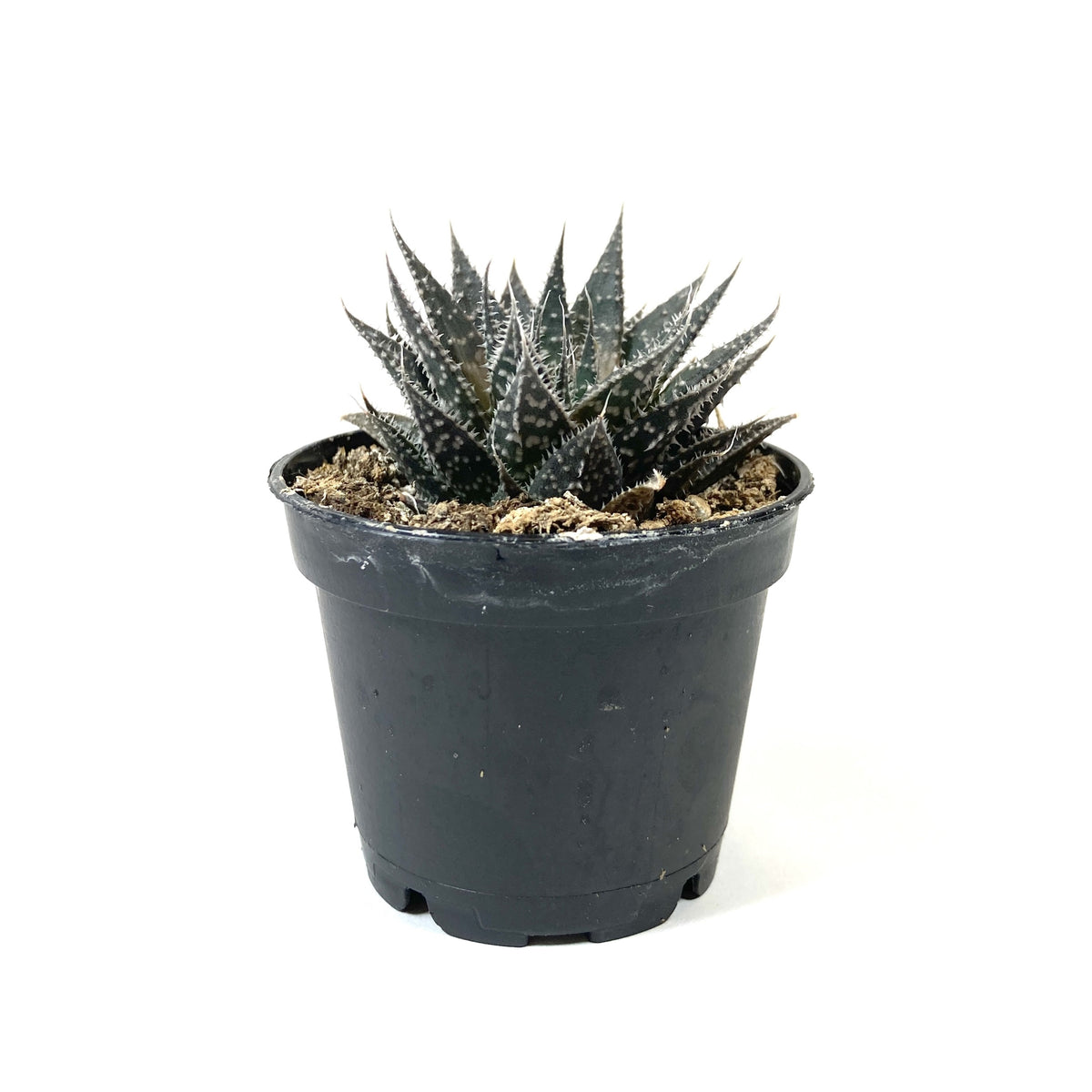 Succulent, 2in, Aloe Aristata - Floral Acres Greenhouse & Garden Centre