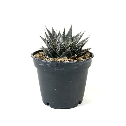 Succulent, 2in, Aloe Aristata - Floral Acres Greenhouse & Garden Centre