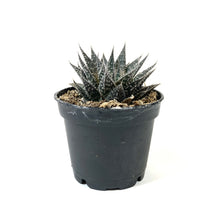 Load image into Gallery viewer, Succulent, 2in, Aloe Aristata - Floral Acres Greenhouse &amp; Garden Centre
