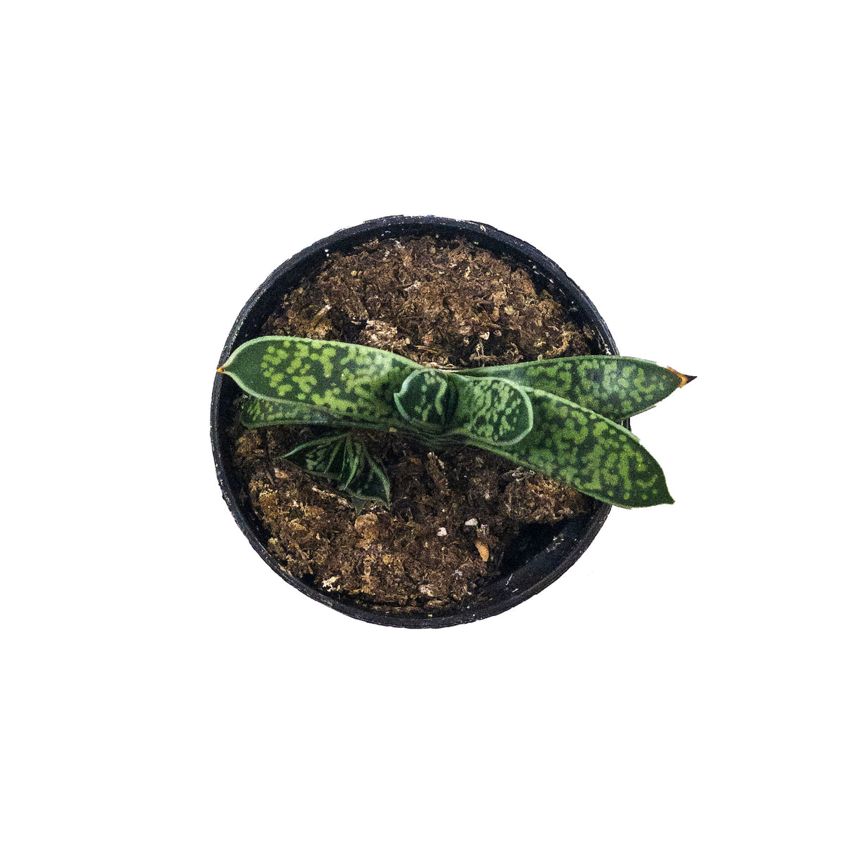 Succulent, 2in, Gasteria Liliputana - Floral Acres Greenhouse & Garden Centre