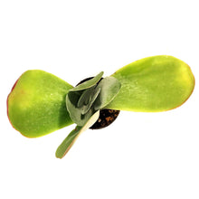 Load image into Gallery viewer, Succulent, 2in, Kalanchoe Thrysiflora Flapjacks
