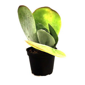 Succulent, 2in, Kalanchoe Thrysiflora Flapjacks