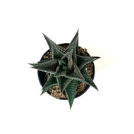 Succulent, 2in, Hawarthia Limifolia - Floral Acres Greenhouse & Garden Centre