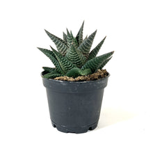 Load image into Gallery viewer, Succulent, 2in, Hawarthia Limifolia - Floral Acres Greenhouse &amp; Garden Centre
