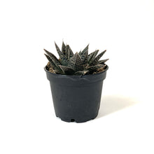 Load image into Gallery viewer, Succulent, 2in, Gasteria Flow - Floral Acres Greenhouse &amp; Garden Centre
